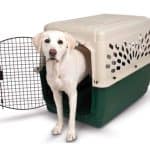 Dog inside a dog kennel for a flight
